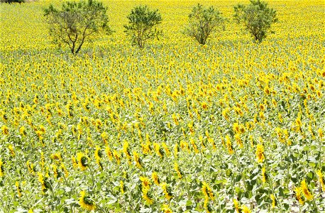 Sundflower fields, from the Way, province of Burgos, Castile and Leon, Kingdom of Spain photo