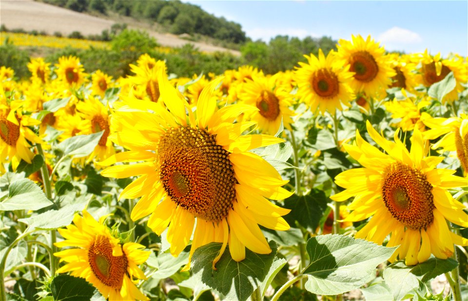 Sundflower fields, from the Way, province of Burgos, Castile and Leon, Kingdom of Spain