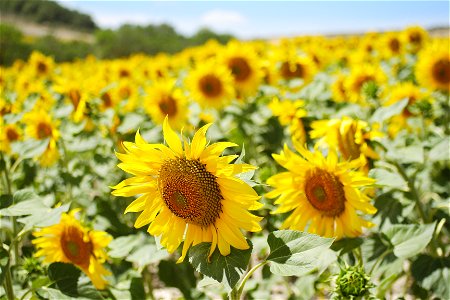 Sundflower fields, from the Way, province of Burgos, Castile and Leon, Kingdom of Spain photo