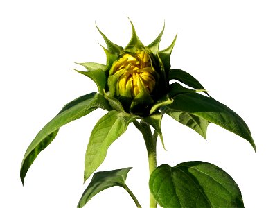 A sunflower (Helianthus annuus) in a late developing stage. photo