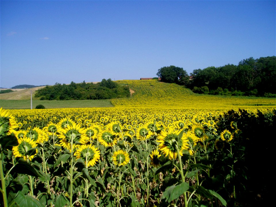 Paysage de Rioux-Martin