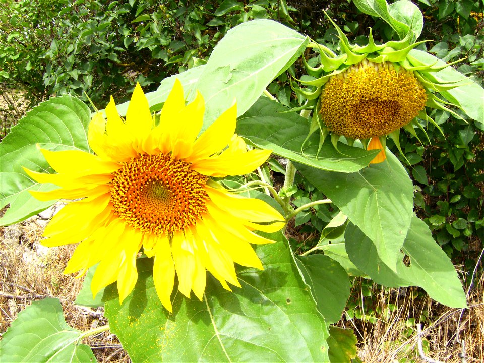 The sunflower at right hand, more mature lose their yellow ligules. In Castelltallat, Catalonia