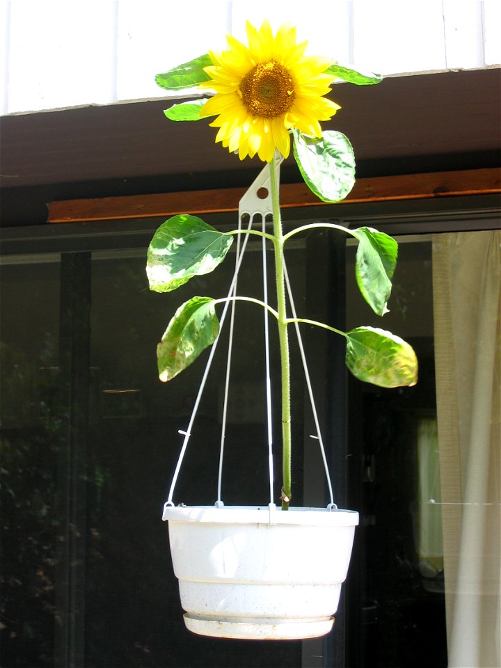 A large sunflower growing in a hanging basket.