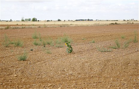 From the Way, province of Palencia, Castile and Leon, Kingdom of Spain