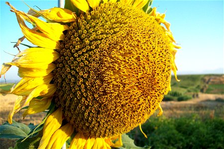 Sunflower  (Helianthus annuus).