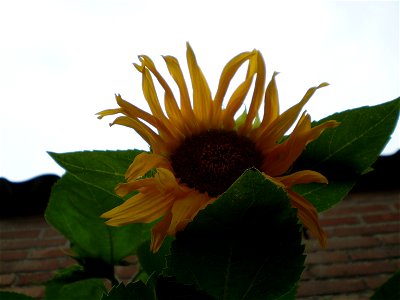 Helianthus anuus.zonnebloem photo