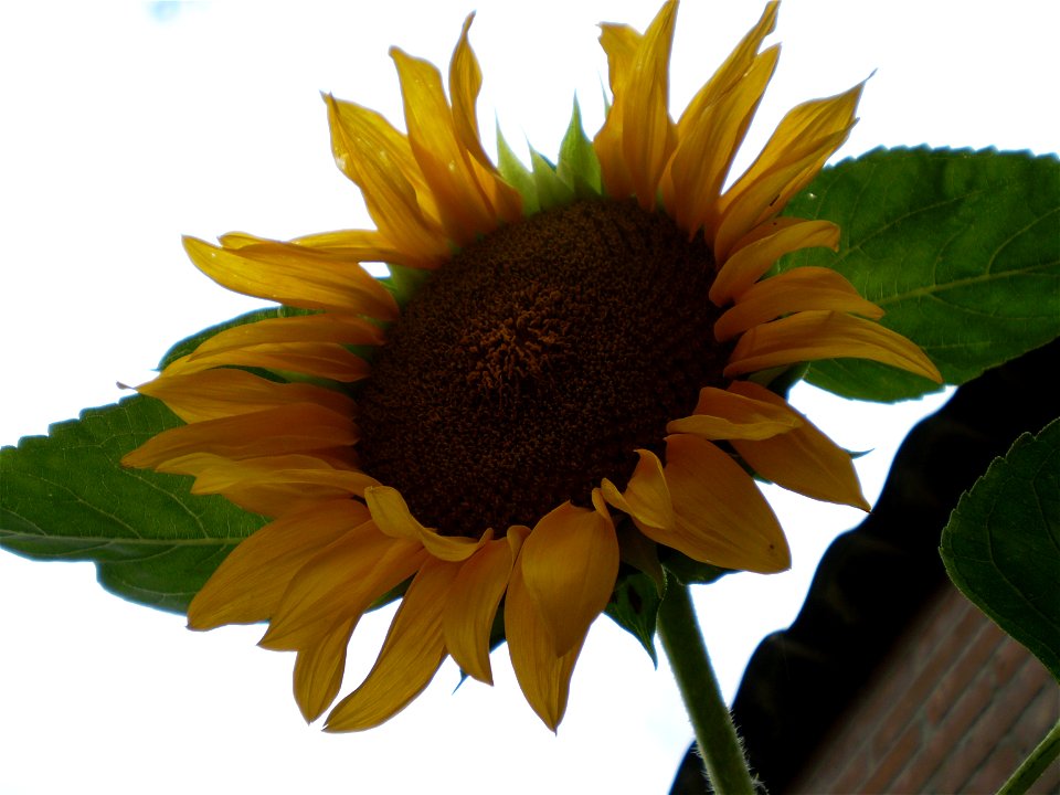 Helianthus anuus.zonnebloem