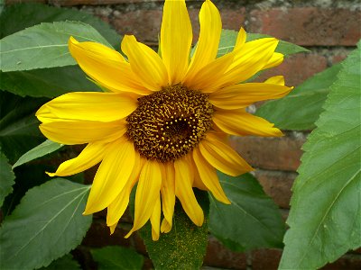 Helianthus anuus.zonnebloem