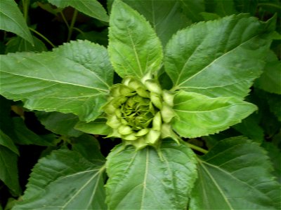 Helianthus anuus zonnebloem photo