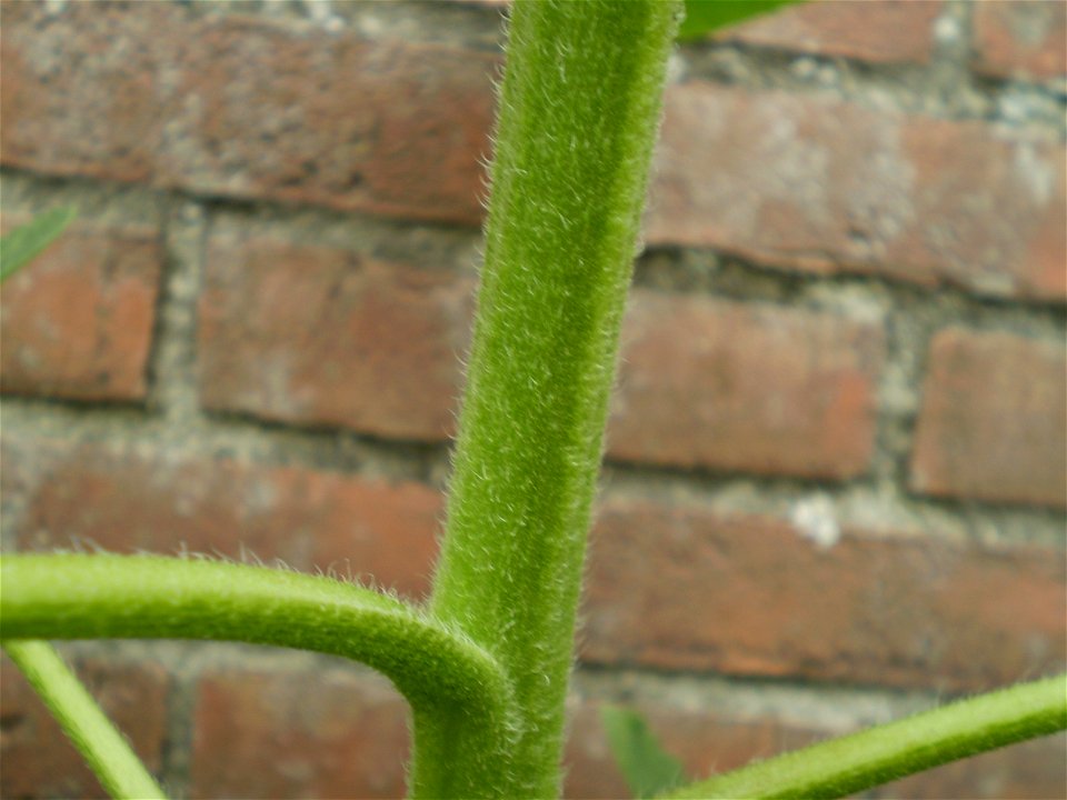 Helianthus anuus.zonnebloem