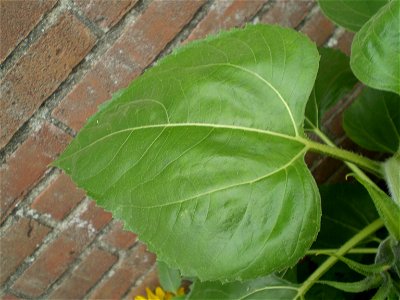 Helianthus anuus.zonnebloem
