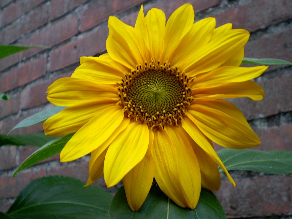 Helianthus anuus.zonnebloem