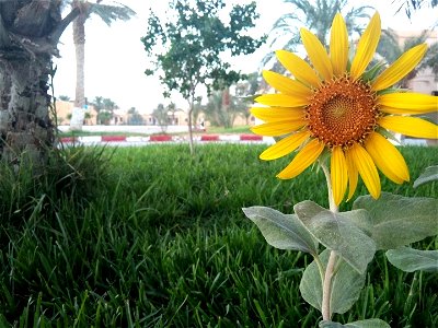 Helianthus annuus photo