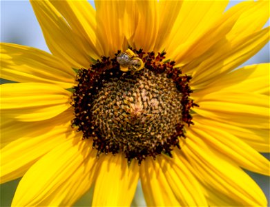 Helianthus annuus L, Tiffany, Helianthe annuel - Tournesol, Plante annuelle. Jardin botanique Roger-Van den Hende, is a 6-hectare botanical garden managed by Laval University in Quebec, Canada.
