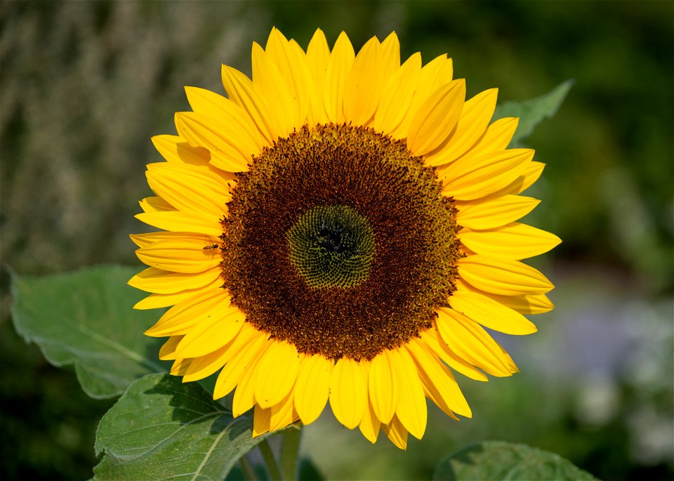 Helianthus annuus L, Tiffany, Helianthe annuel - Tournesol, Plante annuelle. Jardin botanique Roger-Van den Hende, is a 6-hectare botanical garden managed by Laval University in Quebec, Canada.