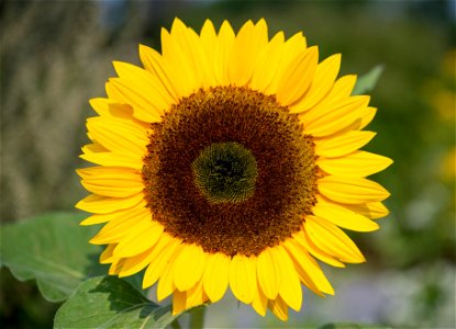 Helianthus annuus L, Tiffany, Helianthe annuel - Tournesol, Plante annuelle. Jardin botanique Roger-Van den Hende, is a 6-hectare botanical garden managed by Laval University in Quebec, Canada.