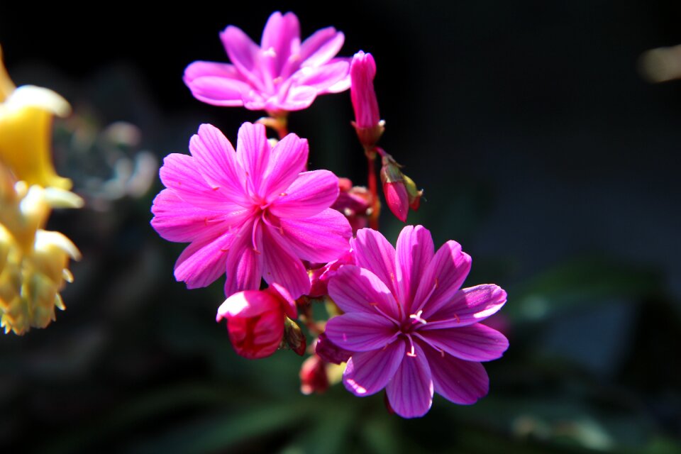 Succulent pink flowers flowering