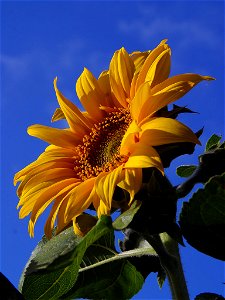 A sunflower (Helianthus annuus) completely exposed. photo