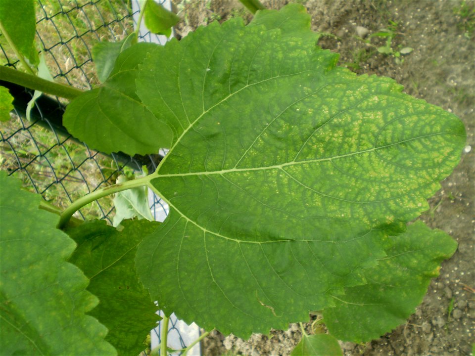 Helianthus anuus zonnebloem