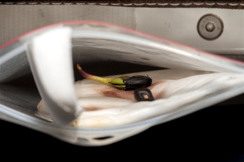 A two-day old sunflower sprout is being closely monitored in its temporary home inside a plastic bag by the Expedition 37 crew members onboard the Earth-orbiting International Space Station.