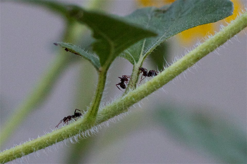 DESTROYING MY SUNFLOWER LEAVES!