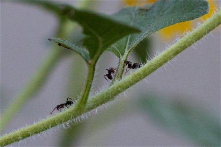 DESTROYING MY SUNFLOWER LEAVES!