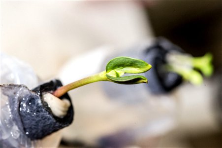 A young sunflower plant is being closely monitored by the Expedition 38 crew members onboard the Earth-orbiting International Space Station.