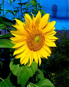 Sunflower photo