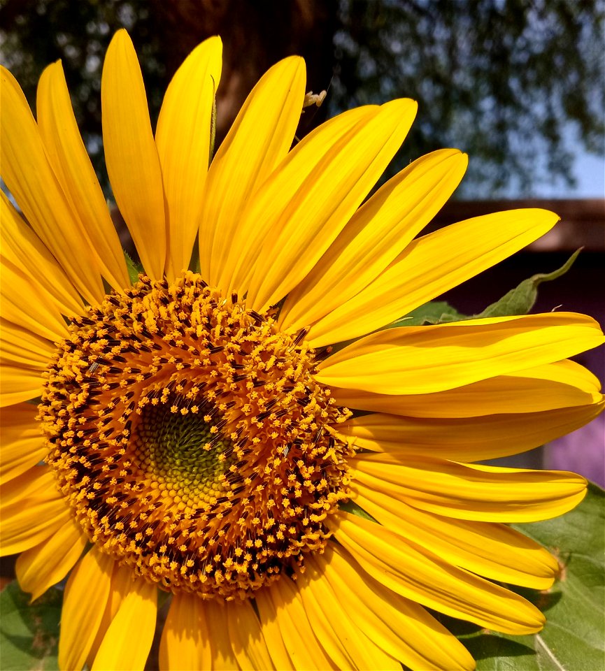 A baby praying mantis peeks its head over a yellow sunflower petal in mid-June 2021 in a garden in Las Vegas, Nevada.
