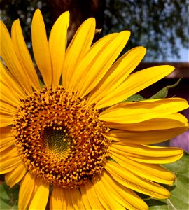 A baby praying mantis peeks its head over a yellow sunflower petal in mid-June 2021 in a garden in Las Vegas, Nevada. photo