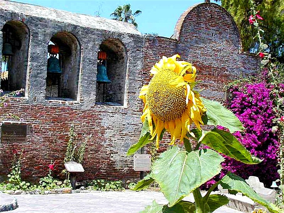 Image title: Mission capistrano church bells walls sunflowers arches
Image from Public domain images website, http://www.public-domain-image.com/full-image/flora-plants-public-domain-images-pictures/f