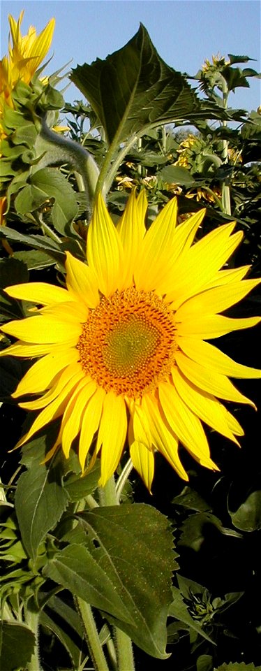 Sunflower image via anthere, edited by sj
