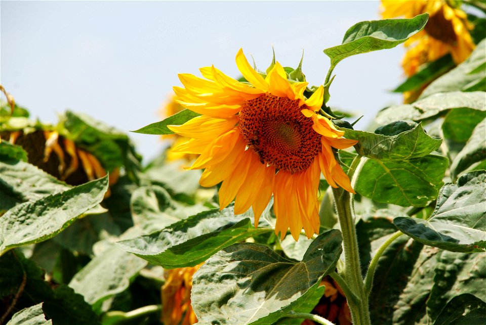 Plants of Israel