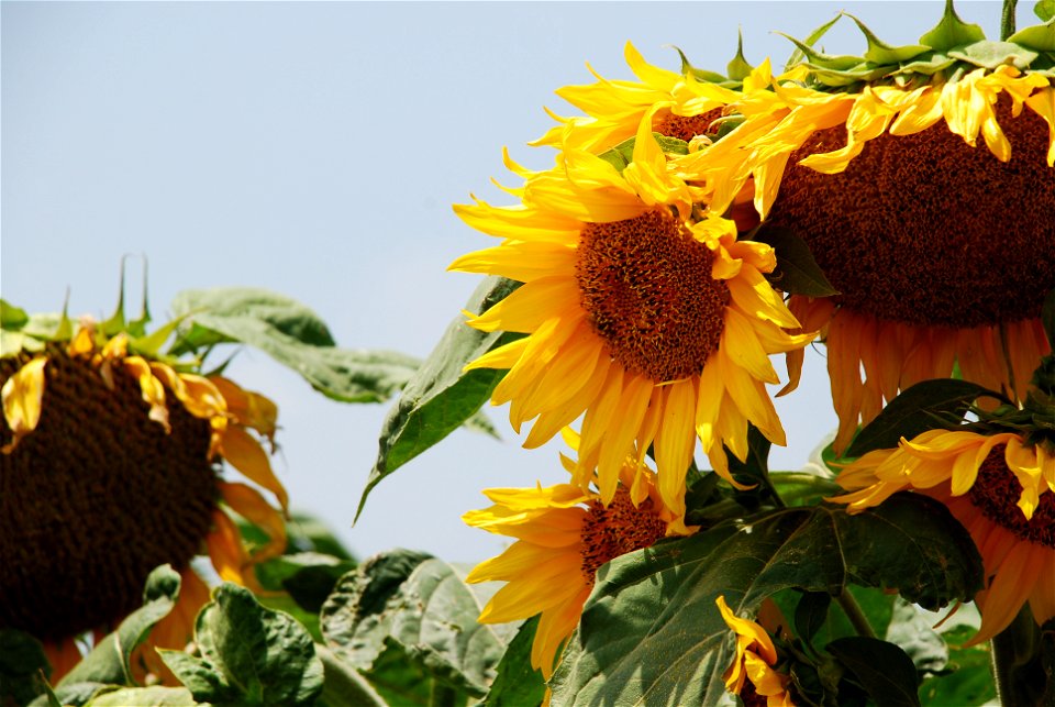 Plants of Israel