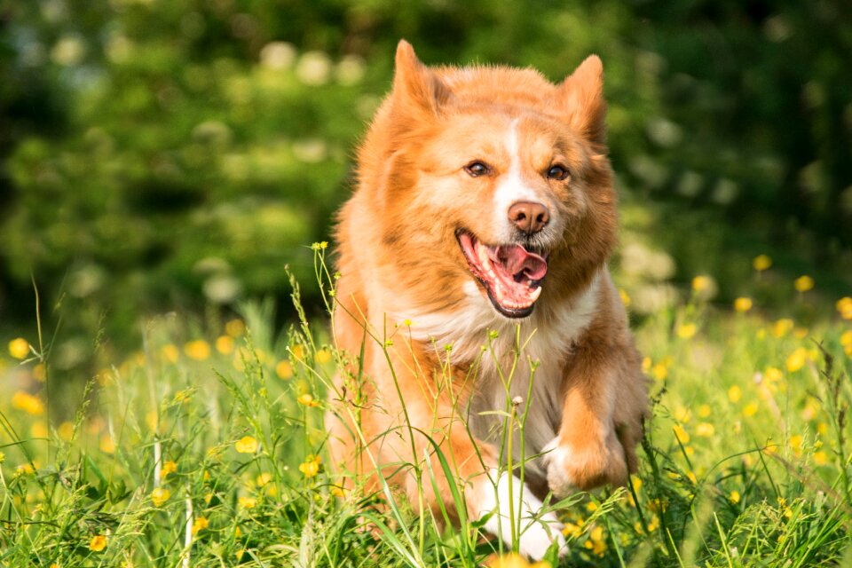 Play meadow flowers