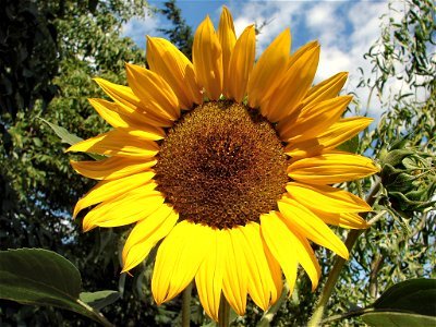 Sonnenblume (Helianthus annuus) photo