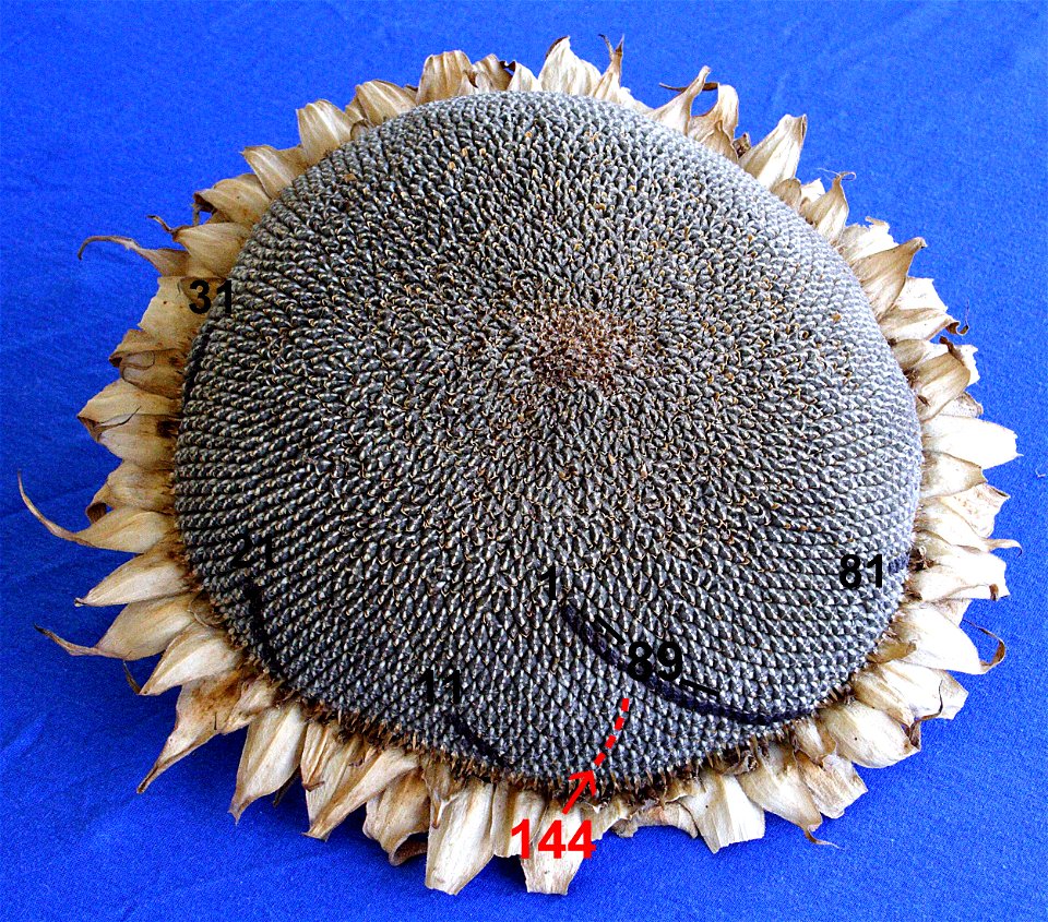 Sonnenblume fibonacci89 144sr