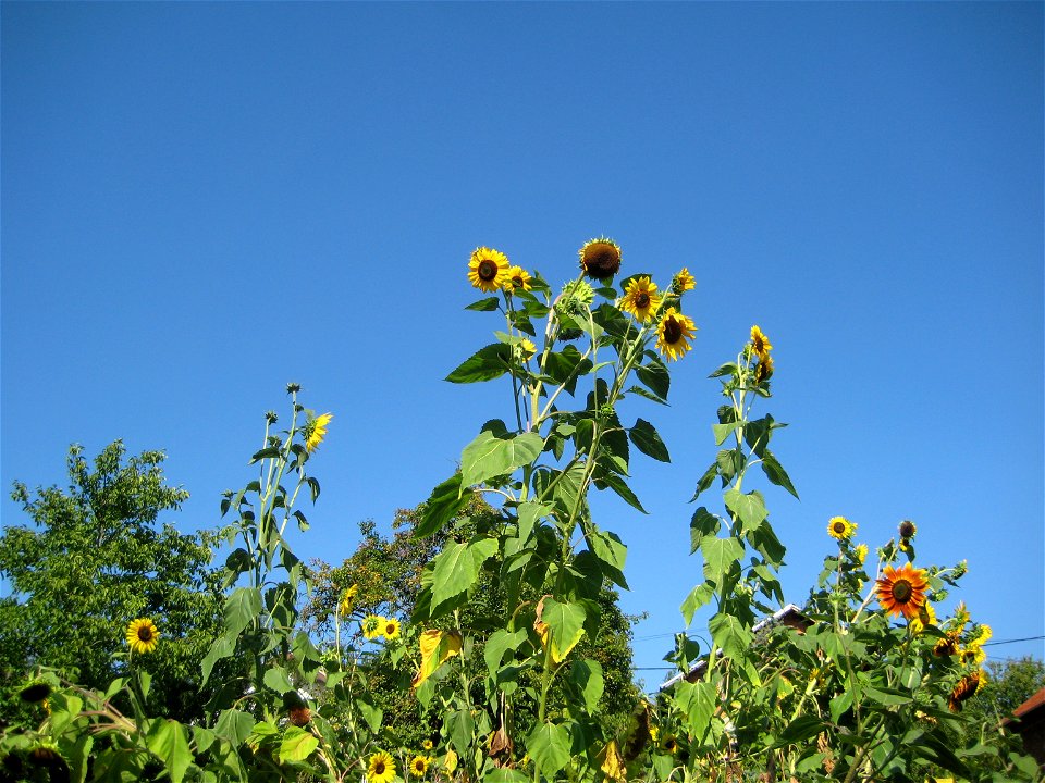 Sunflower. Helianthus annuus.