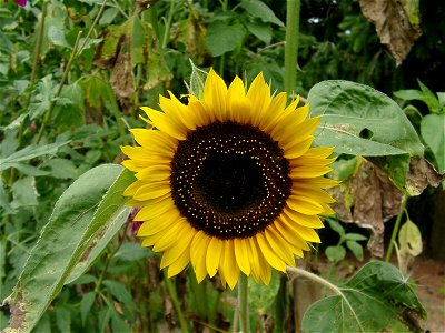 This is a photo of a sunflower from my parents' garden. I took it a few weeks ago.Kurt Jansson 00:01, 10 Sep 2003 (UTC) photo
