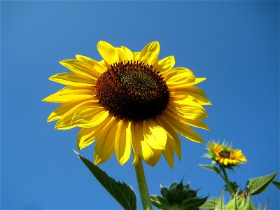 Sunflower. Helianthus annuus. photo