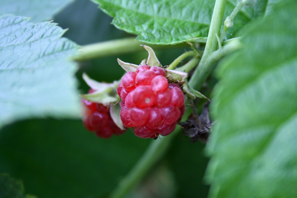 Healthy food delicious