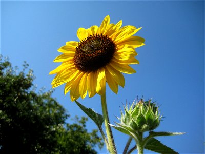 Sunflower. Helianthus annuus.