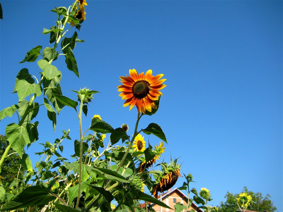 Sunflower. Helianthus annuus.