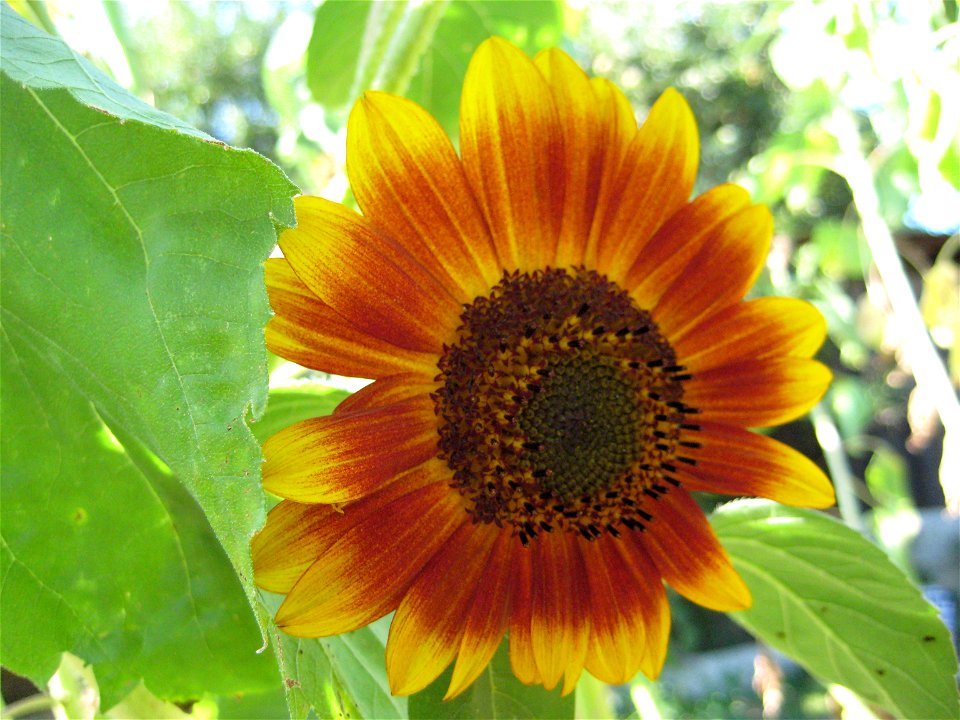 Sunflower. Helianthus annuus.