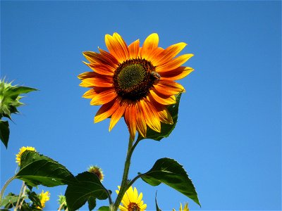 Sunflower. Helianthus annuus. photo