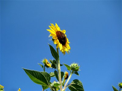 Sunflower. Helianthus annuus.