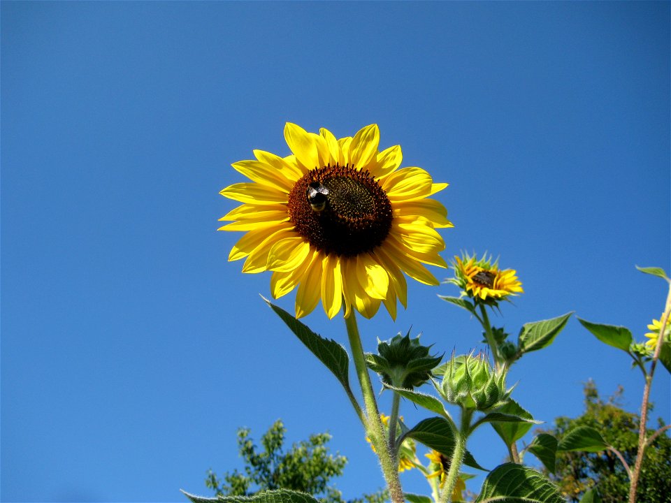Sunflower. Helianthus annuus.