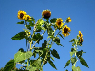 Sunflowers. Helianthus annuus.