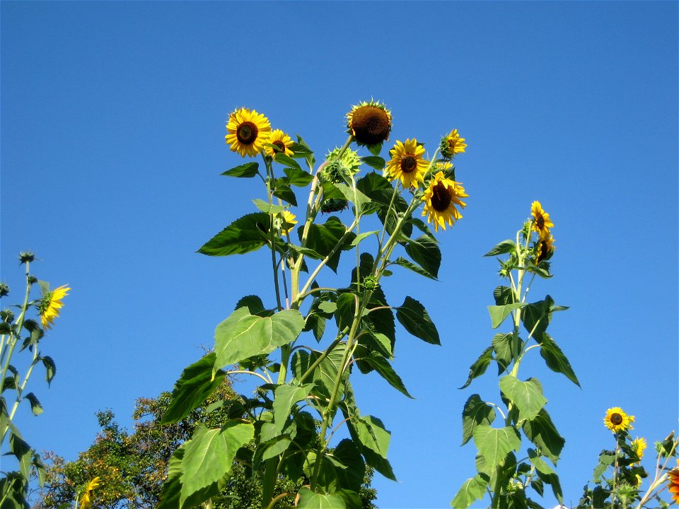 Sunflowers. Helianthus annuus.