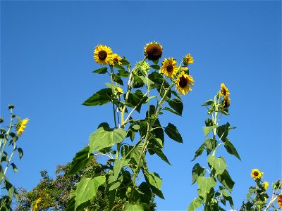 Sunflowers. Helianthus annuus. photo